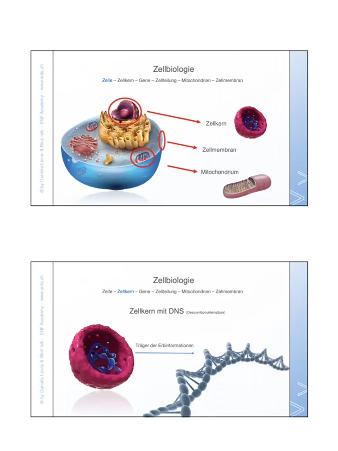 Lernunterlage der SNF Academy zur Zellbiologie mit Zellschnitt, Mitochondrium und DNA-Strang