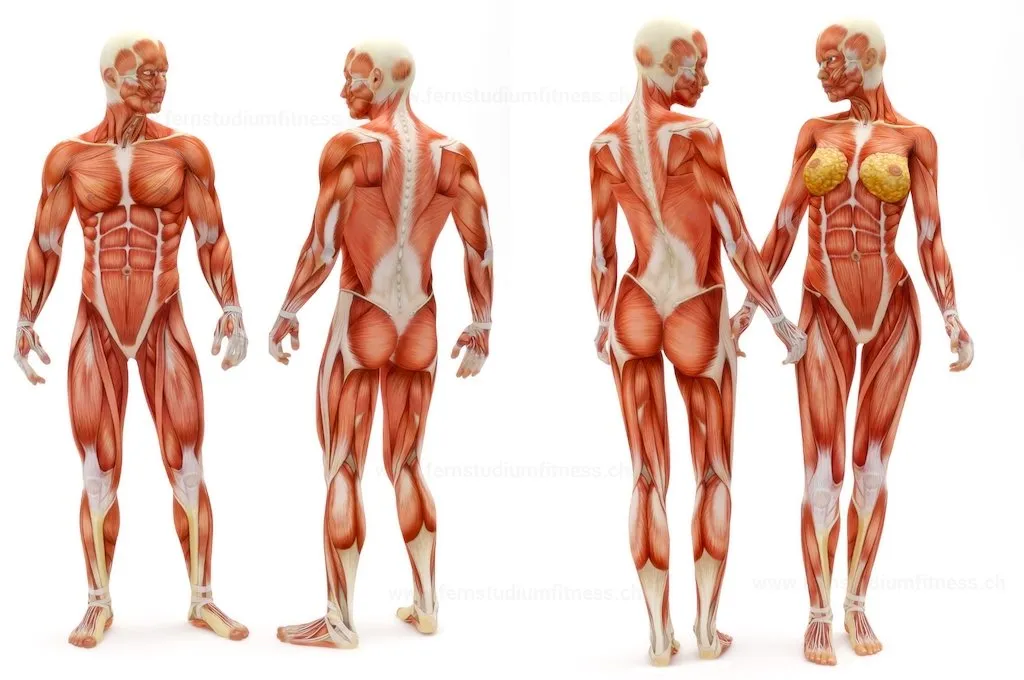 gluteus hip thrust