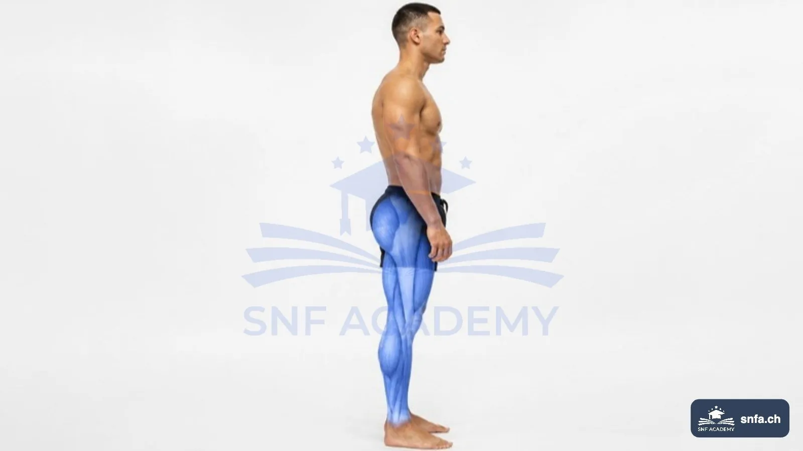 Beinmuskulatur in der Seitenansicht: Gesäss, Oberschenkel und Waden blau hervorgehoben – SNF Academy