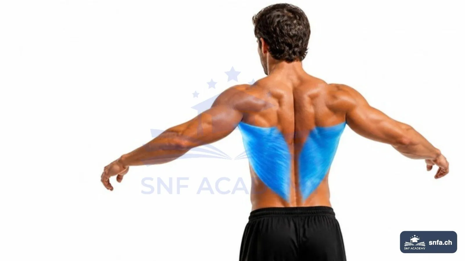 Latissimus dorsi von hinten: der breite Rückenmuskel beidseits blau hervorgehoben – SNF Academy