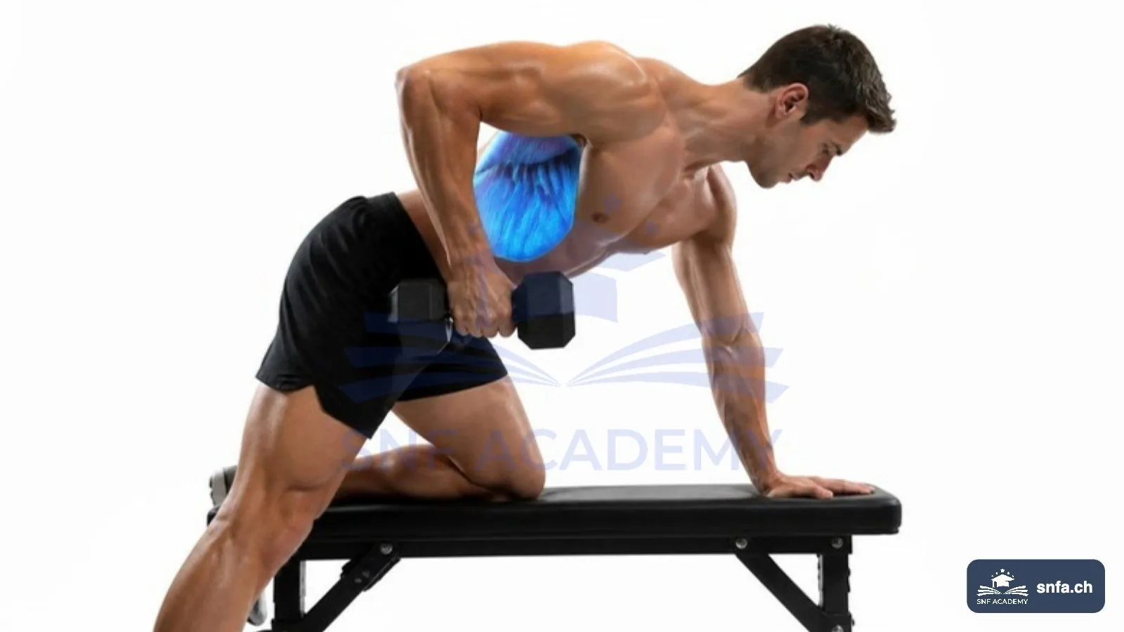 Latissimus trainieren mit einarmigem Kurzhantelrudern: Latissimus blau hervorgehoben – SNF Academy