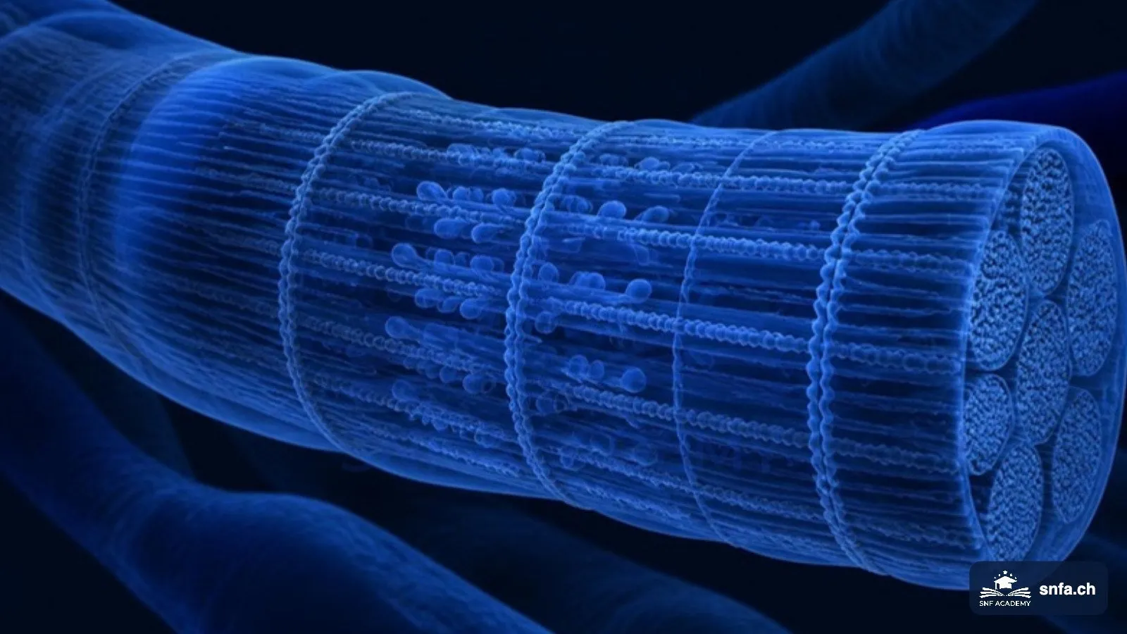 Muskelkontraktion: Muskelfaser mit Sarkomeren und Aktin-Myosin-Filamenten in Blau dargestellt – SNF Academy