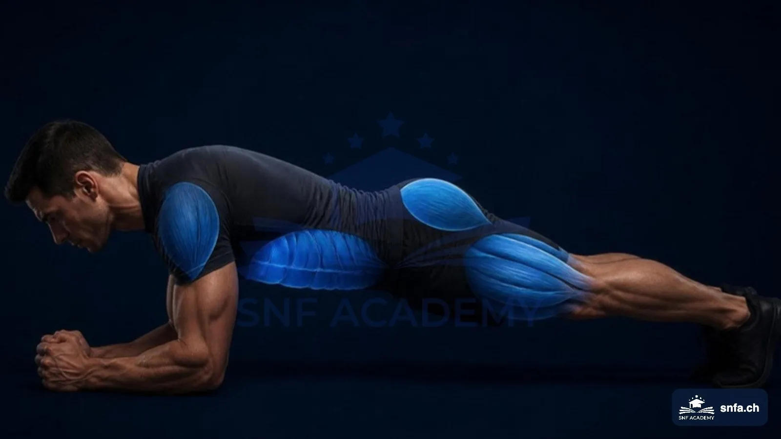 Plank Muskelgruppen: Bauch, Schultern, Gesäss und Oberschenkel beim Unterarmstütz blau hervorgehoben – SNF Academy