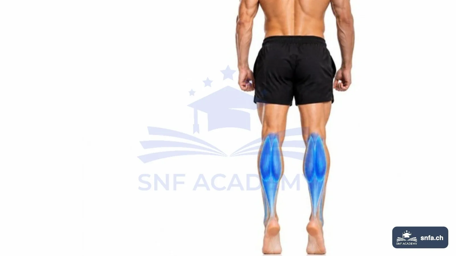 Wadenmuskulatur von hinten: Gastrocnemius und Soleus bis zur Achillessehne blau hervorgehoben – SNF Academy